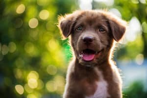 Portrait of brown cute puppy with sunset bokeh background